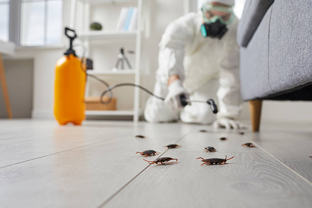 Post-Treatment Bed Bug Interceptor Monitoring in New Tazewell